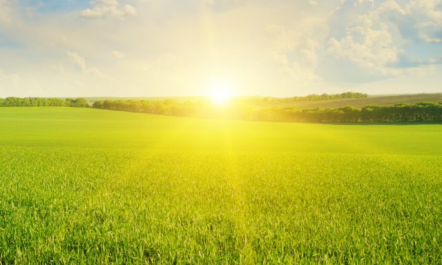 Sunset over a field.