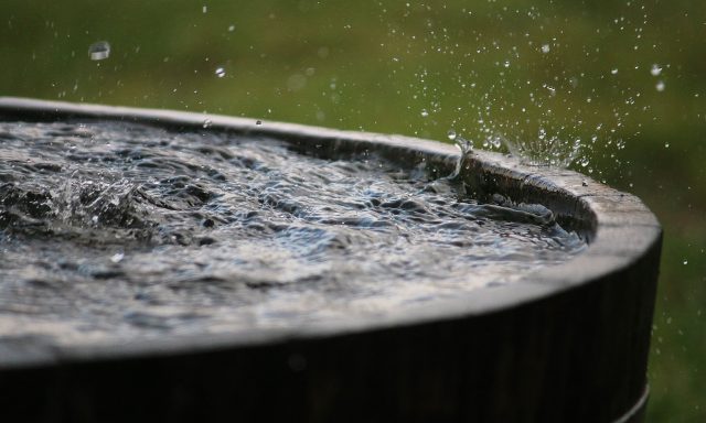 A photograph of rainwater dripping into a bucket